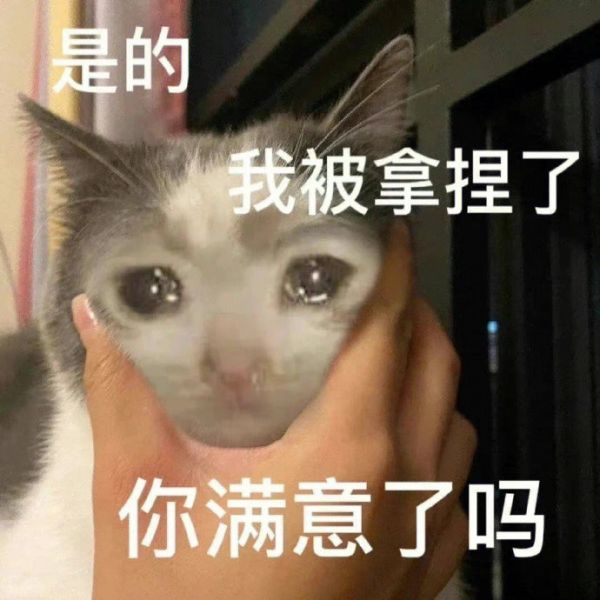 emo猫咪表情包哭泣图片大全|小猫眼含泪水表情包