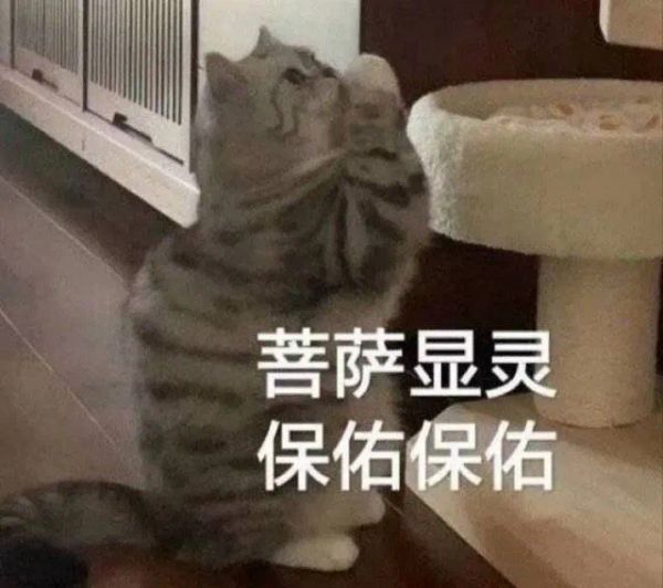 最新可爱的猫咪表情包图片大全带字