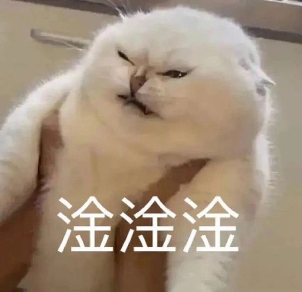猫咪表情包带字图片 猫咪骂人表情包