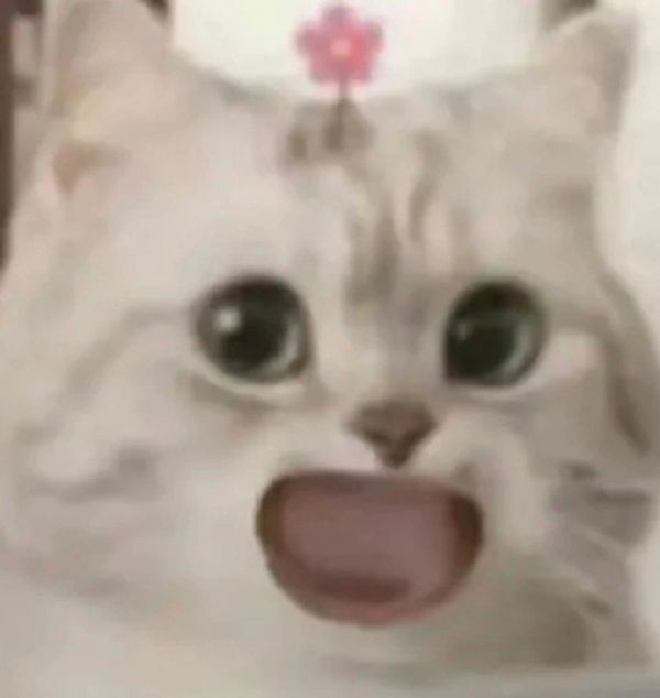 近期很火的可爱小猫咪表情包头上有花2022
