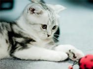猫咪绝育手术后的护理要点