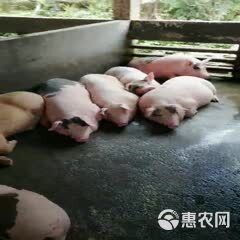 土猪 土白猪、二代土炮猪、长期供应