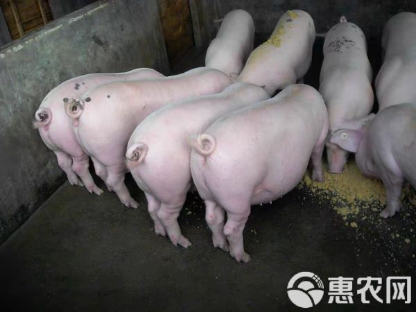 土猪 土白猪、二代土炮猪、长期供应