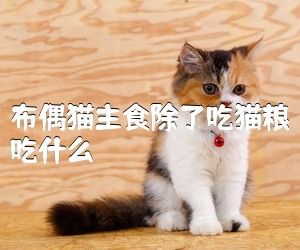 布偶猫主食除了吃猫粮吃什么