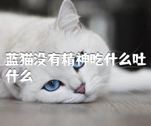 蓝猫没有精神吃什么吐什么