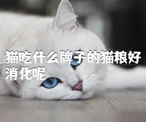 猫吃什么牌子的猫粮好消化呢