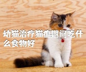 幼猫治疗猫瘟期间吃什么食物好
