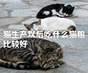 猫生产以后吃什么猫粮比较好