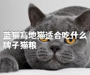 蓝猫高地猫适合吃什么牌子猫粮