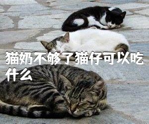猫奶不够了猫仔可以吃什么