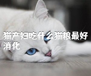 猫产妇吃什么猫粮最好消化