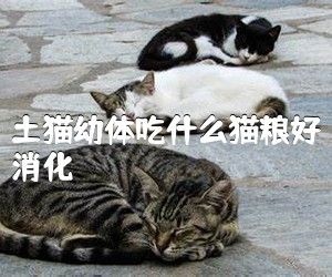 土猫幼体吃什么猫粮好消化