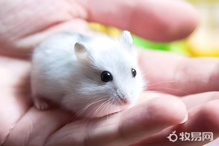 养仓鼠应该注意些什么