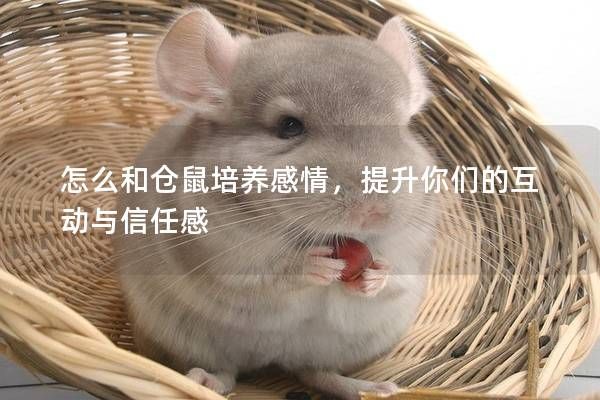 怎么和仓鼠培养感情，提升你们的互动与信任感