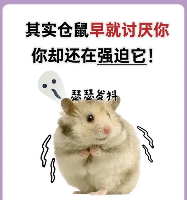 仓鼠啃纸盒的行为如何制止？