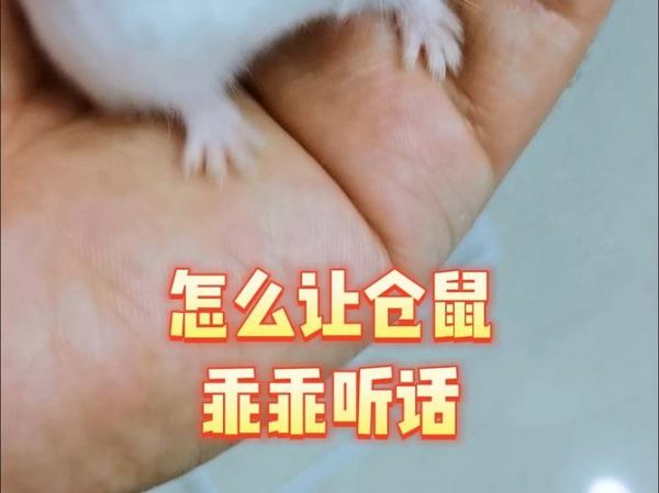 如何养小仓鼠乖乖听话-如何养小仓鼠乖乖听话呢