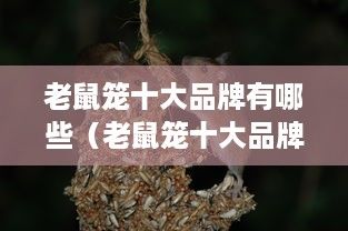 老鼠笼十大品牌有哪些（老鼠笼十大品牌有哪些牌子）