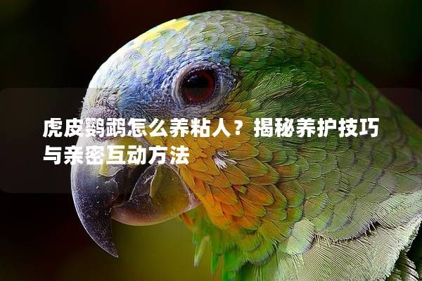 虎皮鹦鹉怎么养粘人？揭秘养护技巧与亲密互动方法