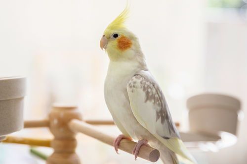 鹦鹉玄凤宠物养护指南