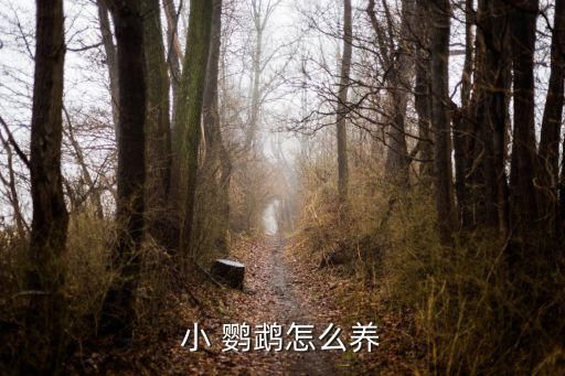 小 鹦鹉怎么养