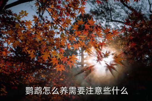  鹦鹉怎么养需要注意些什么