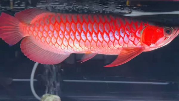 32分超血红龙鱼（汤匙头满鳃后期能满片级浓厚发色）：超血红龙鱼怎么养？ 红龙鱼