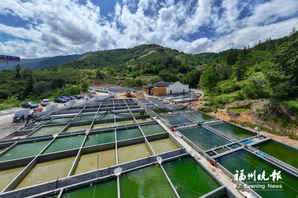 永泰县首个专业的观赏鱼养殖繁育基地——永阳金鱼基地。记者 包华 摄