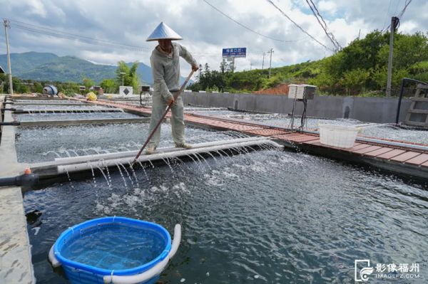 梧桐镇春光村金鱼生态文化养殖基地内，一片繁忙景象。记者 包华 摄