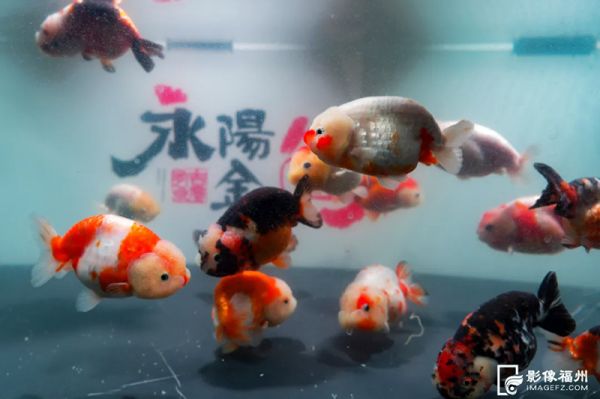 一尾尾五彩斑斓的金鱼在鱼池中灵动游弋。记者 包华 摄