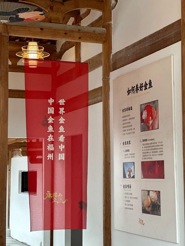 梧桐镇春光村的永阳金鱼基地项目以“金鱼+文创+电商”的融合模式，为当地的农文旅产业协同发展打造了新样板。