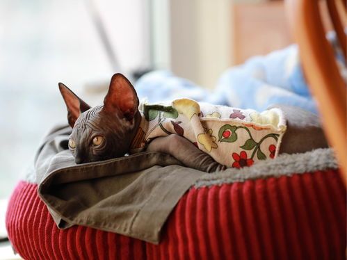 冬季宠物猫养护指南