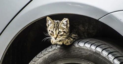 冬季宠物猫养护指南