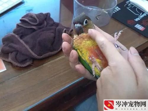 为什么不建议花鸟市场买鸟