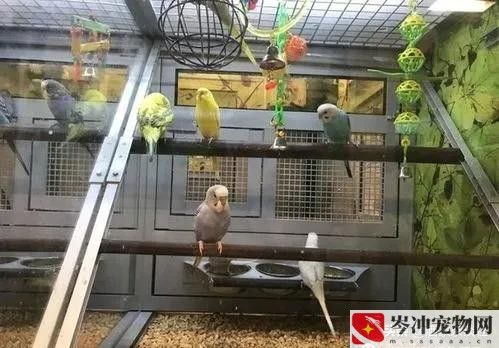为什么不建议花鸟市场买鸟