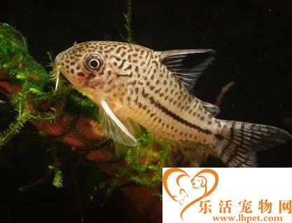 熊猫鼠吃什么 偏爱一些活性的饵料