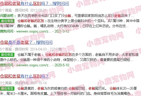 仓鼠和老鼠的区别图片