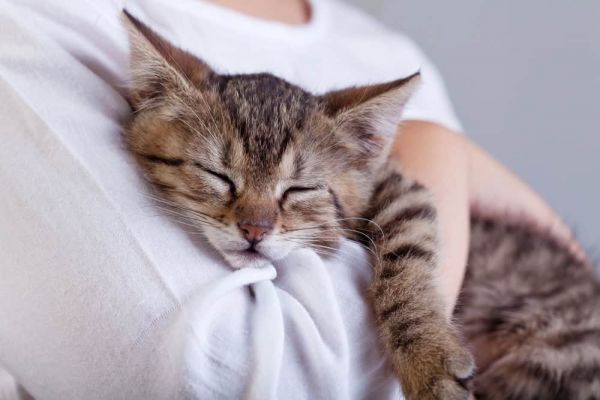 猫在人的怀里睡觉。