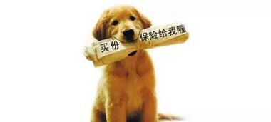 宠物丢失报警:联系警方,提供信息,等待处理。
