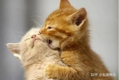 “猫咪脖子护理攻略，宠物必备！”