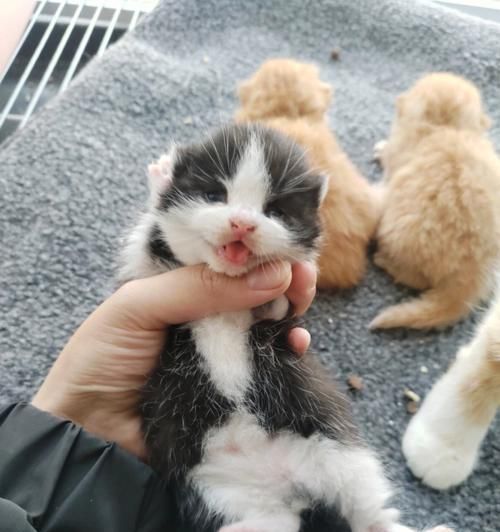 初次养猫必知，小猫护理全攻略！