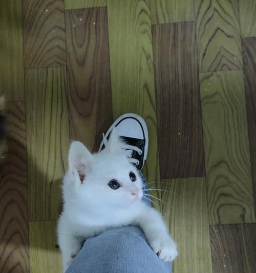 探索健康小猫的特征与养护秘籍（了解小猫的特点与饮食需求，给您的宠物带来健康与快乐）