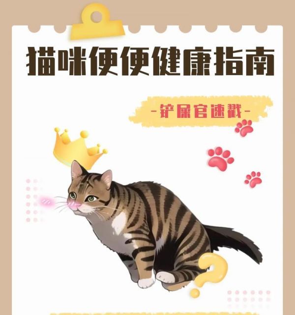 探索健康小猫的特征与养护秘籍（了解小猫的特点与饮食需求，给您的宠物带来健康与快乐）