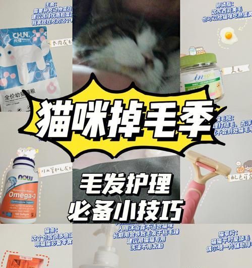 小猫皮肤护理全攻略（宠物爱护必备）