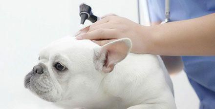 小猫皮肤护理全攻略（宠物爱护必备）