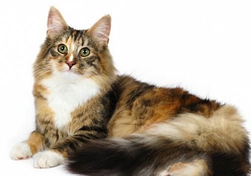 猫咪养护误区之猫咪都喜欢被抱抱？