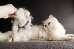 宠物护理秘籍：猫咪掉毛少，护理是关键