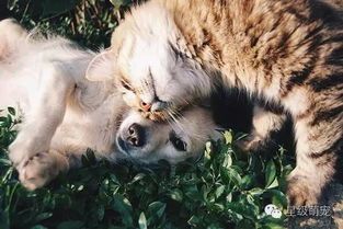 宠物护理秘籍：猫咪掉毛少，护理是关键
