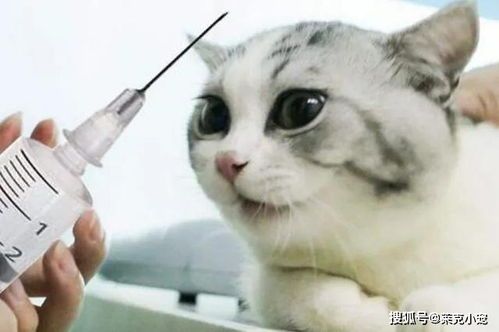 猫咪医院:宠物护理秘籍集