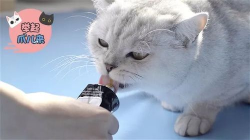 猫咪医院:宠物护理秘籍集