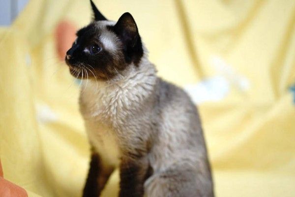猫咪清洁护理